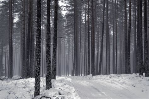 Free Images Tree Forest Branch Snow Black And White Sunlight