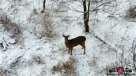 Buck Missing Antler Stares Down Drone 4 Deer In The Snow Feeding Drone