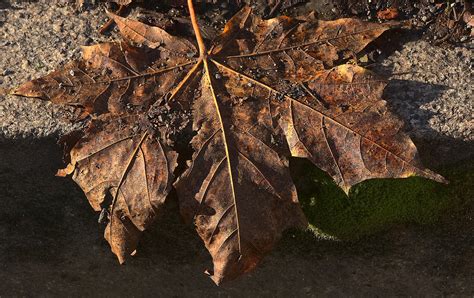 Blatt Ahorn Herbst Kostenloses Foto Auf Pixabay Pixabay