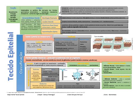 Mapa Mental Tecido Epitelial Ariane M Henrique Pdf