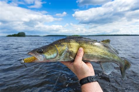 Best Walleye Ice Fishing Lures Review & Byuer's Guide