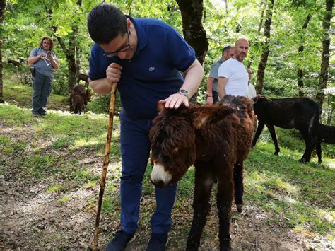 Troina Torna A Lavoro Il Sindaco Che Ha Sconfitto Il Covid Ho Perso L