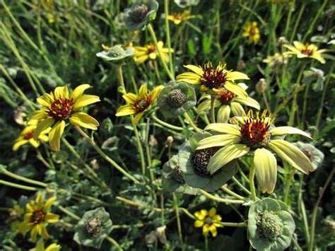 Berlandiera lyrata (Chocolate Flower) - Mountain States Wholesale Nursery