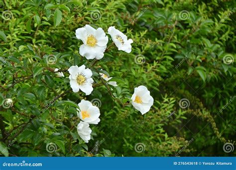 Cherokee Rose Rosa Laevigata Flowers Stock Photo Image Of Macro