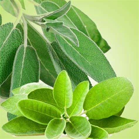 Sage Leaf Fragrance Oil Natures Garden Candles