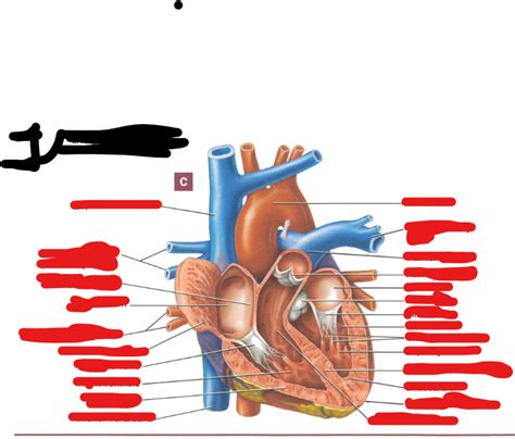 Heart Anatomy Frontal Section Diagram Quizlet