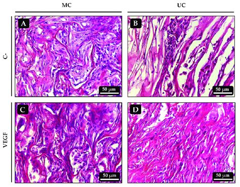 Histological Sections Of The Ectopic Implants Stained With