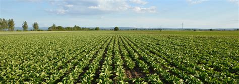 Avis Sur Un Projet De Loi Dorientation Pour La Souveraineté Agricole