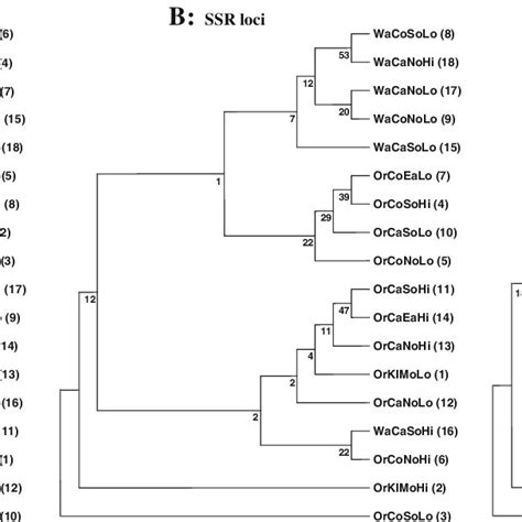 Consensus Neighbor Joining Trees Based On Nei S Genetic Distance