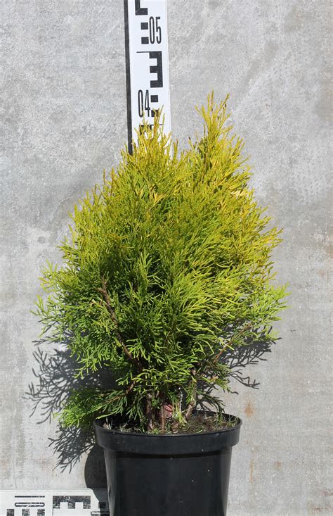Туя западная ‘Golden Smaragd’, Thuja occidentalis ‘Golden Smaragd’ (С 2 ...