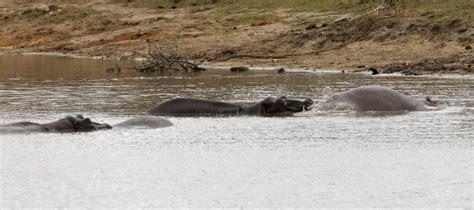 Hippo Farts - The Loudest in the World?