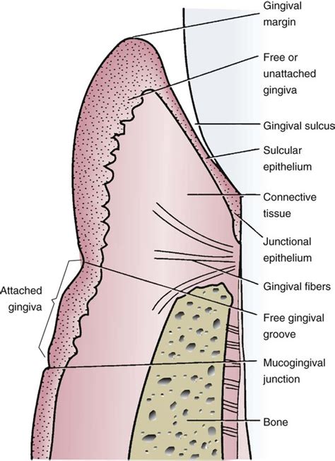 8 Clinical Assessment Pocket Dentistry