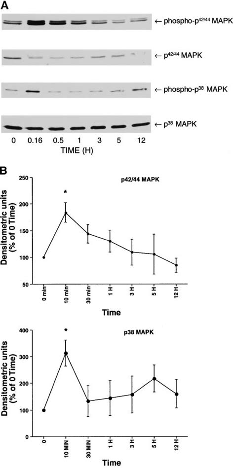 Activation of p42/p44 mitogen-activated protein kinase (MAPK) and p38 ... 