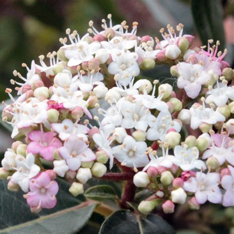 Viburnum Tinus Spirit Laurier Tin Arbuste Persistant De Haie Libre