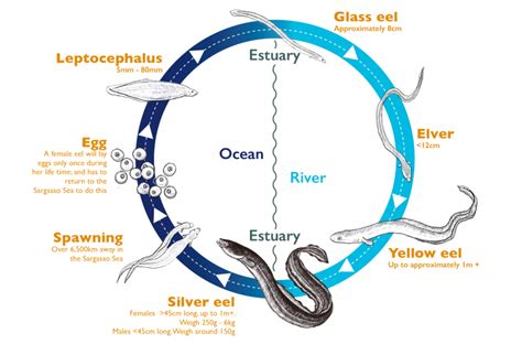 Complex Life Cycle Of An Eel Thames Rivers Trust