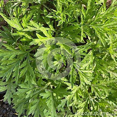 Fresh Green Leaves Of Artemisia Argyi Grass Stock Photo | CartoonDealer ...