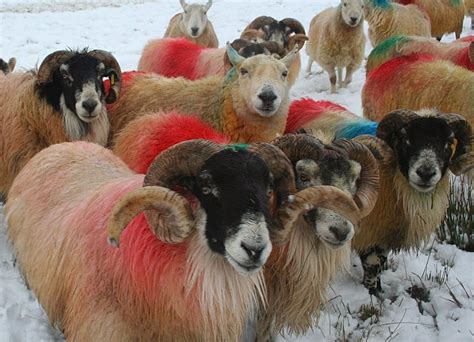 Sheep In Scotland In Pursuit Of The Cute