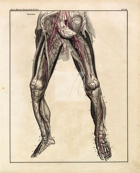 ANATOMY Arteries Of The Legs Antique Oken S Etsy UK Antique Artwork