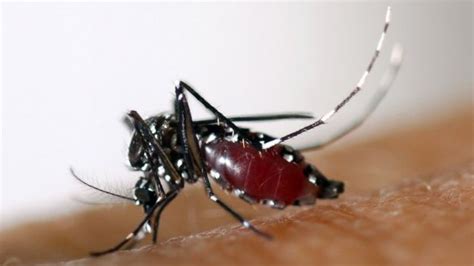 Philippines Gripped By Dengue Vaccine Fears Bbc News