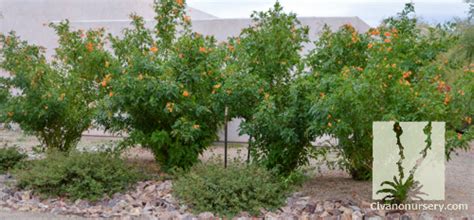 Orange Jubilee - Tecoma x 'Orange Jubilee' - Civano Nursery