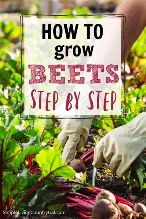 How To Grow Beets For Beginners Simple Living Country Gal