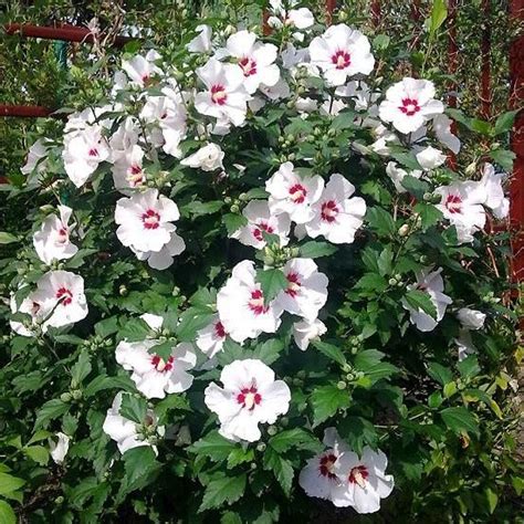 Rose Of Sharon Shrub Althea Hibiscus Red Heart