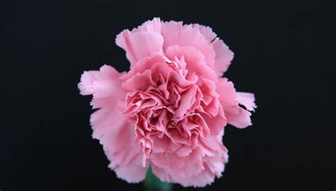 Parts Of A Dianthus Flower Garden Guides