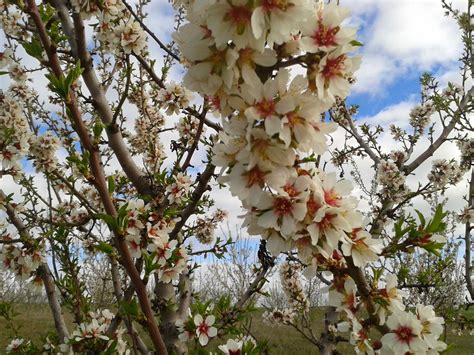 Almendras ecológicas marzo 2014