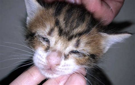 Cuándo abren los ojos los gatos tuveterinario24 es