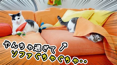 雨の日も関係なし！超やんちゃな兄弟猫がかわいすぎた Realtime Youtube Live View Counter 🔥