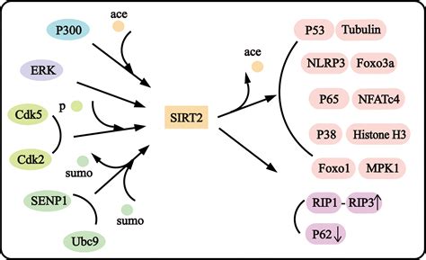 Frontiers SIRT2 Plays Complex Roles In Neuroinflammation