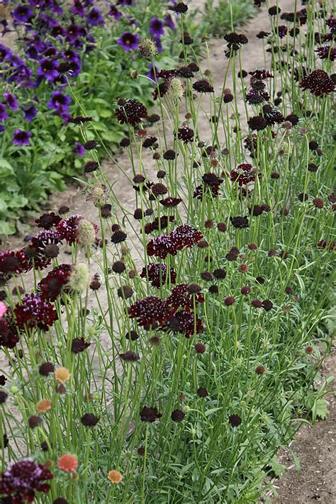 Скабиоза на клумбе (95 фото) - фото - картинки и рисунки: скачать бесплатно