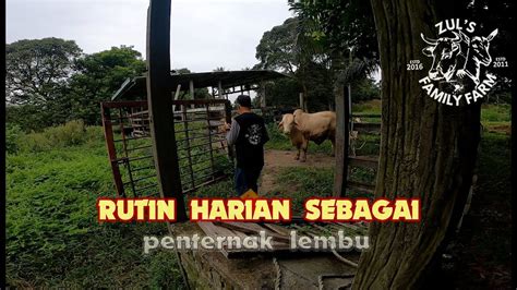 Rutin Harian Sebagai Penternak Lembu Youtube