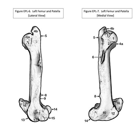 Equine Femur And Patella Diagram Quizlet