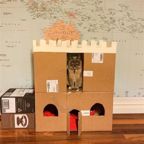 Diy Cat Forts 30 Pics