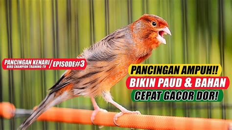 Pancingan Suara Burung Kenari Gacor Panjang Ampuh Untuk Menaikkan