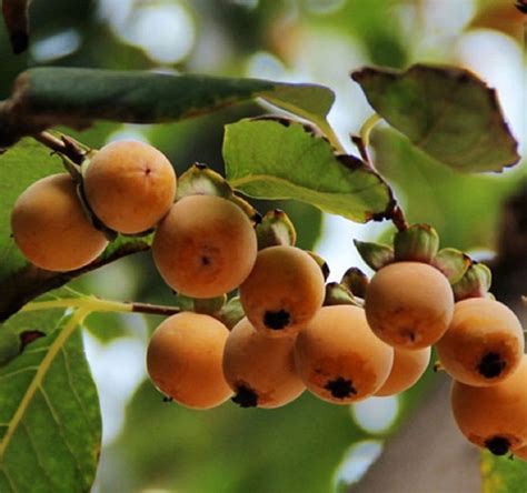 Date Plum Persimmon Seeds Diospyros Lotus Trifecta Botanicals