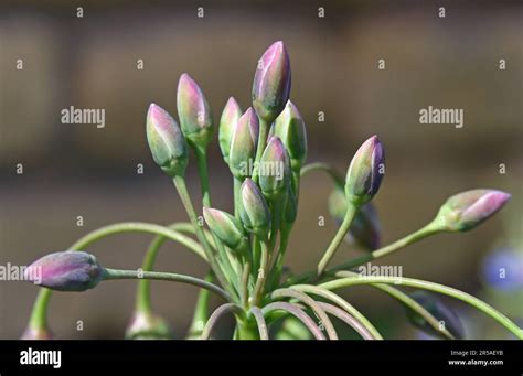 Sicilian Honey Garlic Botanical Name Allium Siculum Also Known As