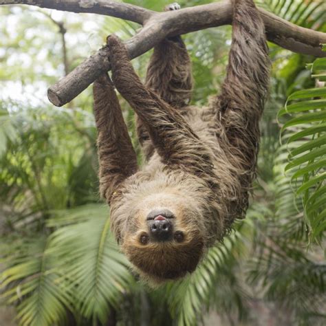 6 Of The Best Places To See Sloths In Central And South America With