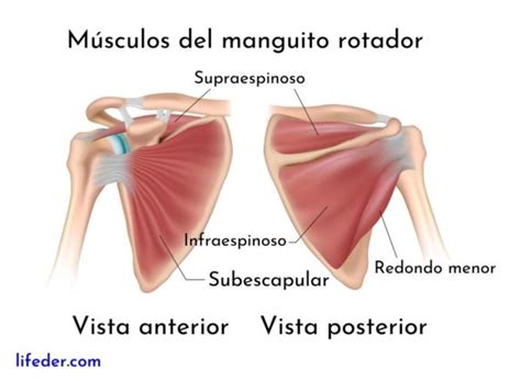 M Sculos Del Hombro Descripci N Y Funciones Anteriores Y Posteriores