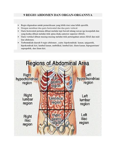 The Nine Regions Of The Abdomen And Their Organs Pdf
