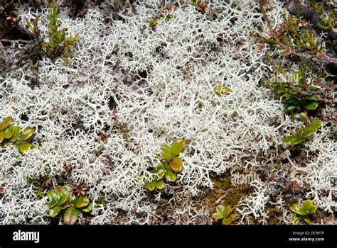 Lichen growing amongst moorland plants in Scotland Stock Photo - Alamy