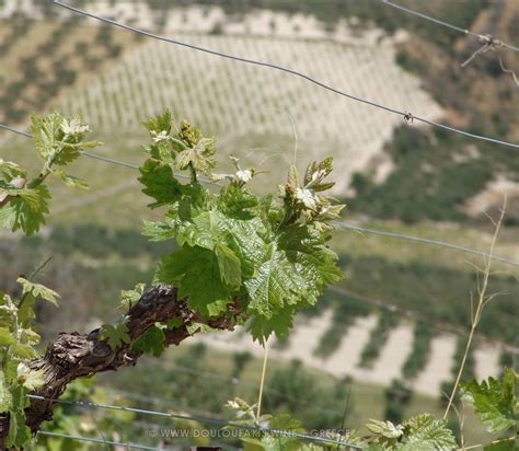 Cretan Greek Grape Variety Liatiko Douloufakis Winery