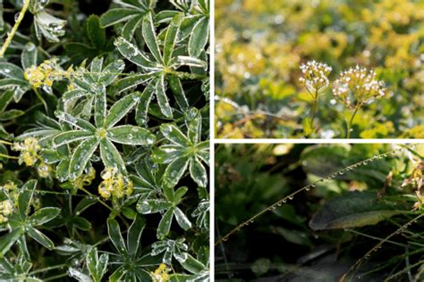 Randonnée autour du Sex des Branlettes par le col des chamois nord