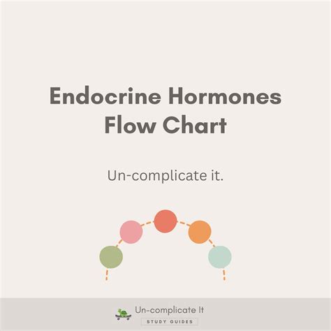 Endocrine Hormones Flow Chart Etsy