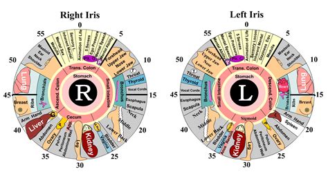 Iris Diagnosis Chart Iriscope Iridology Camera Iriscope Camera