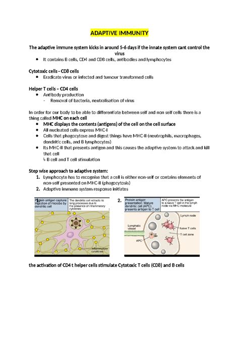 Adaptive Immunity Lecture Notes ADAPTIVE IMMUNITY The Adaptive