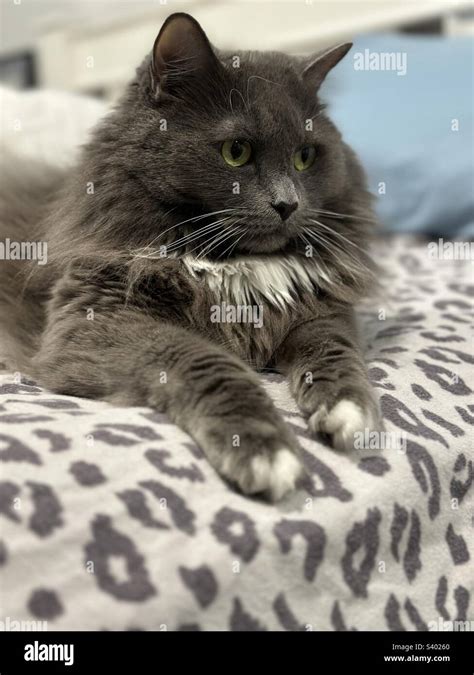 Grey ragdoll hi-res stock photography and images - Alamy