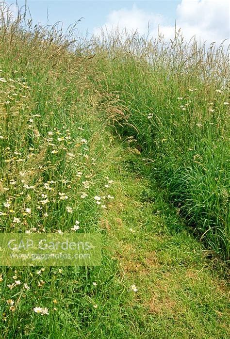 Gap Gardens Path Mown Through Wild Flower Meadow Weir House Hants