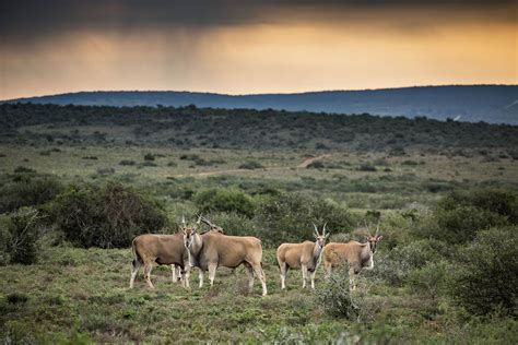 Eastern Cape Game Reserves Hide And Seek Luxury Travel